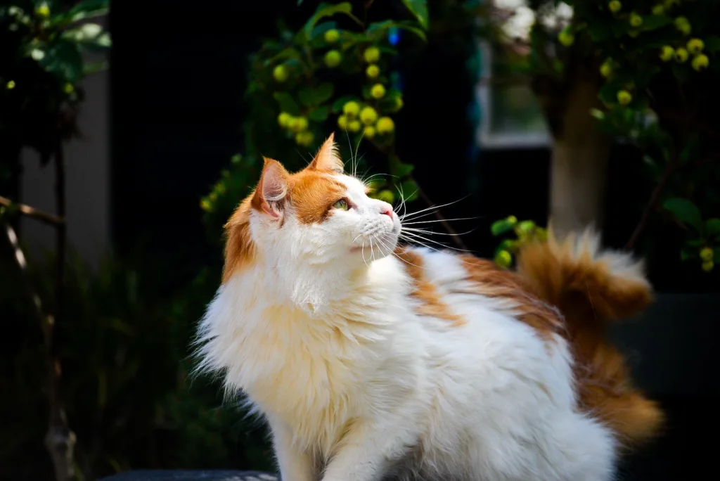 maine coon