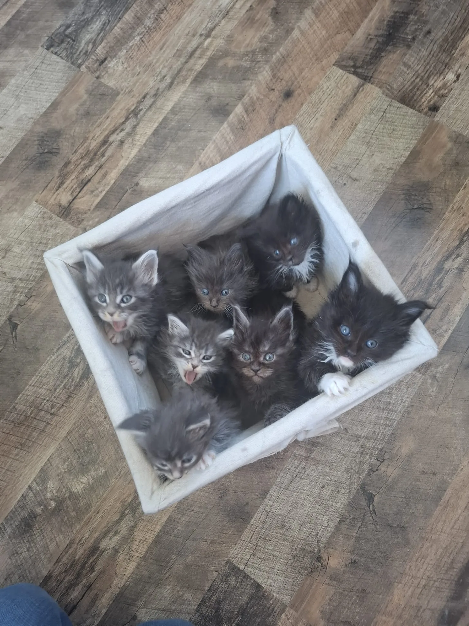 Onze kittens zijn vandaag 5 weken oud!