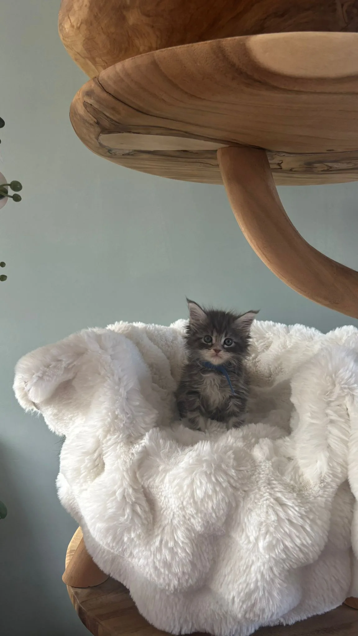 Nieuwe kittens van Silver Rose & Ragnar staan nu op de website