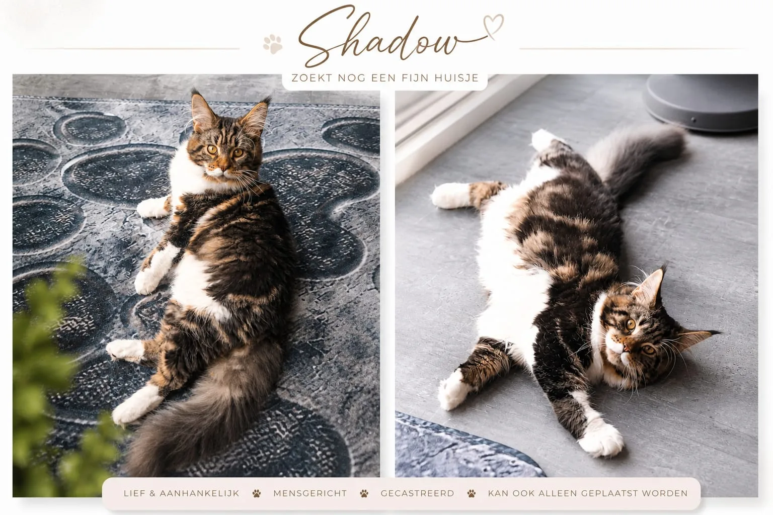 Shadow zoekt nog een fijn huisje 🐾